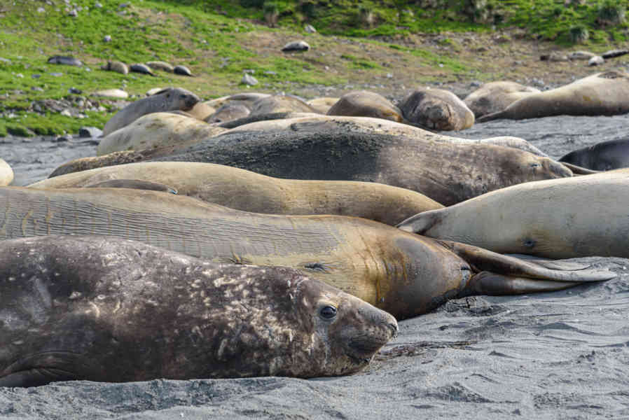 Elefante Marino - islas Georgias del Sur 19.jpg